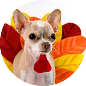 Dog Dressed As Turkey