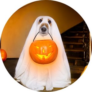Dog In Ghost Costume Holding Halloween Pumpkin Bucket