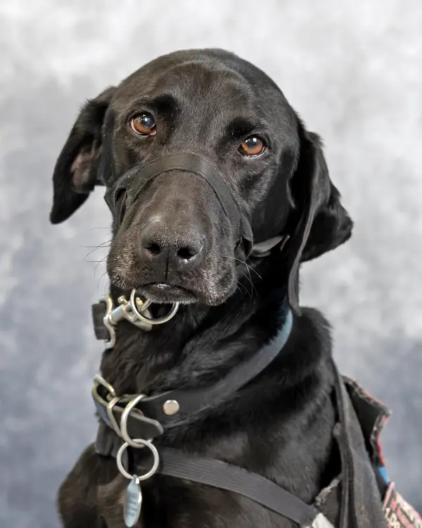 Tango Alberson Riley S Assistant Mcalester